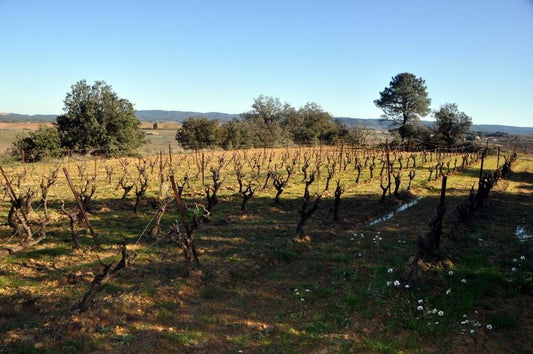 Ces familles qui écrivent l’histoire de la vigne dans l’Aude : le Domaine Martinolle-Gasparets, à Boutenac