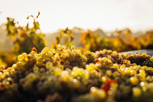Le Vin, Miroir du Terroir : Comprendre l’Influence du Sol et du Climat
